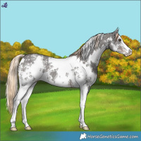Horse Color:White Spotted Liver Chestnut Sabino