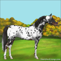 Horse Color:White Spotted Liver Chestnut Appaloosa 