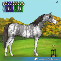 Horse Color:Liver Chestnut Sabino Appaloosa