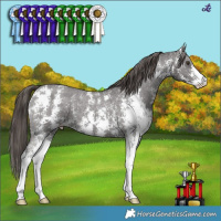 Horse Color:Liver Chestnut Sabino Appaloosa 