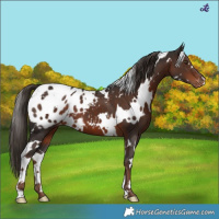 Horse Color:White Spotted Liver Chestnut Appaloosa 
