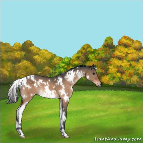 Horse Color:White Spotted Brown Dun 