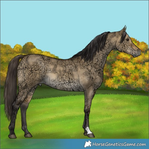 Horse Color:Buckskin Ice Dun Rabicano 