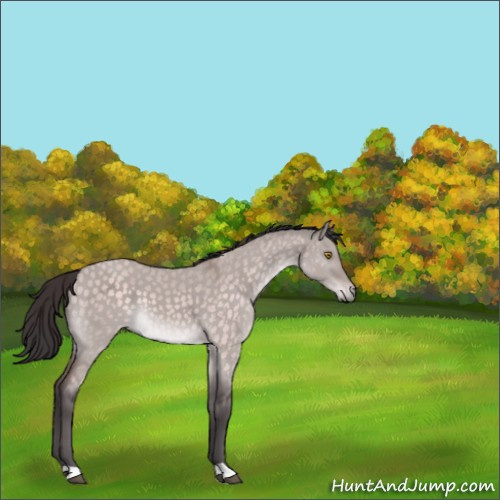 Horse Color:Platinum Buckskin Dun 