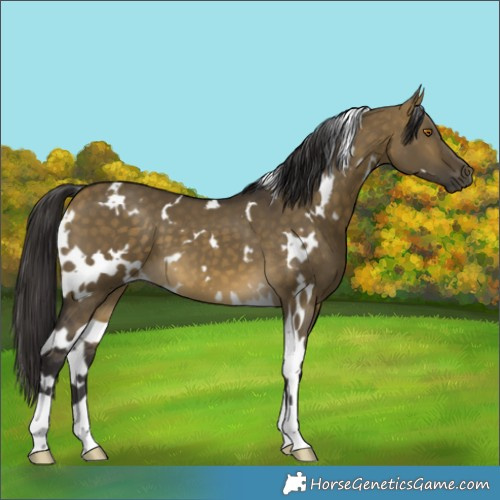 Horse Color:White Spotted Buckskin Dun 