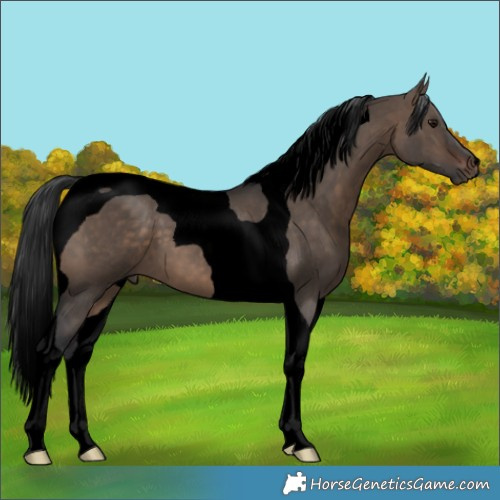 Horse Color:Void Brown Dun Tobiano 