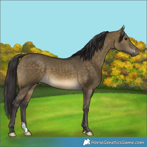 Horse Color:Buckskin Dun 
