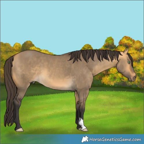 Horse Color:Buckskin Dun 