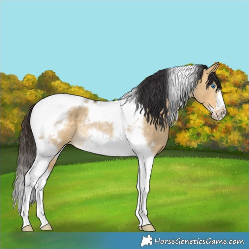Horse Color:Buckskin Dun Tobiano Frame Rabicano 