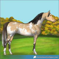 Horse Color:White Spotted Buckskin Dun 