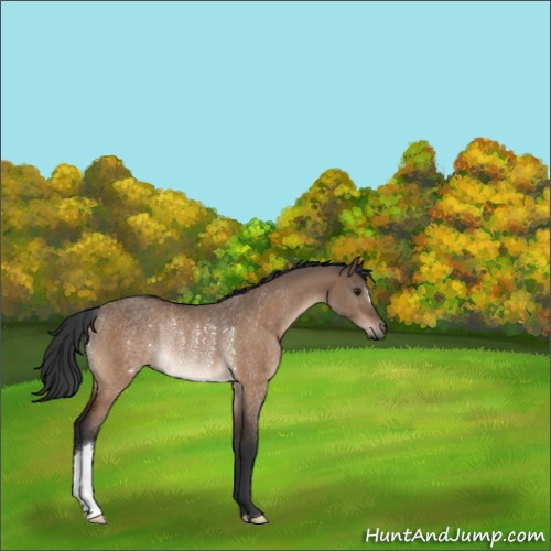 Horse Color:Brown Dun Rabicano 