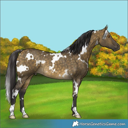 Horse Color:White Spotted Buckskin Dun Rabicano 