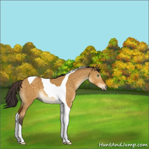 Horse Color:Buckskin Dun Tobiano 