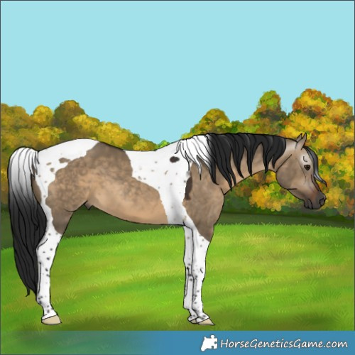 Horse Color:Gray Brown Dun Tobiano 