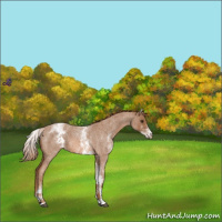 Horse Color:White Spotted Red Roan