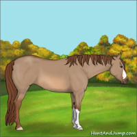 Horse Color:Red Dun 