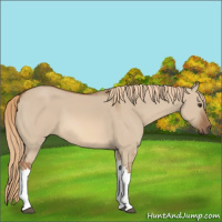 Horse Color:Red Dun 
