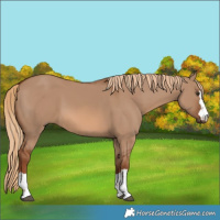 Horse Color:Red Dun