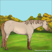 Horse Color:Red Dun 