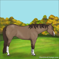 Horse Color:Liver Red Dun 