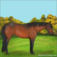 Horse Color:Brown 
