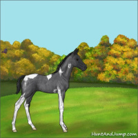 Horse Color:Blue Roan Tobiano 