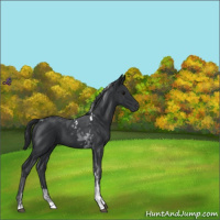 Horse Color:Black Tobiano 