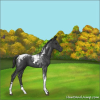 Horse Color:Blue Roan Tobiano 