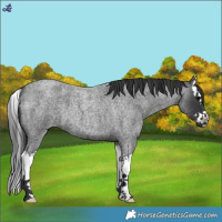 Horse Color:Blue Roan Splash
