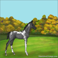 Horse Color:Blue Roan Tobiano 