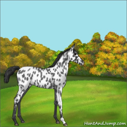 Horse Color:Blue Roan Appaloosa 