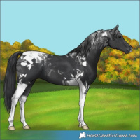 Horse Color:Black Tobiano 