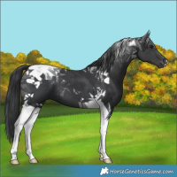 Horse Color:Black Tobiano 