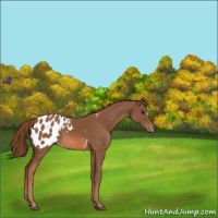 Horse Color:Chestnut Appaloosa 