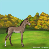 Horse Color:Liver Red Dun 