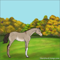 Horse Color:Liver Red Dun 