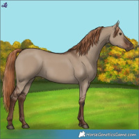 Horse Color:Liver Red Dun 
