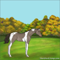 Horse Color:Liver Red Dun Tobiano 