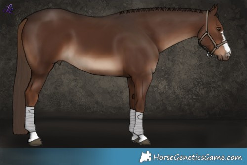 Horse Color:Liver Chestnut 