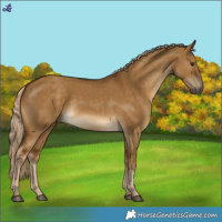 Horse Color:Chocolate Palomino Dun 
