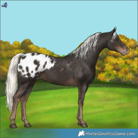 Horse Color:Liver Chestnut Mushroom Appaloosa 