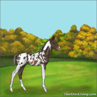 Horse Color:Liver Chestnut Mushroom Tobiano Appaloosa