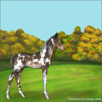 Horse Color:White Spotted Liver Chestnut Mushroom Varnish 
