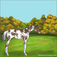 Horse Color:White Spotted Liver Chestnut Mushroom 