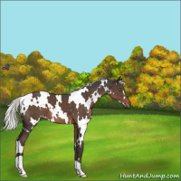 Horse Color:White Spotted Liver Chestnut Mushroom Varnish 