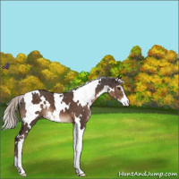 Horse Color:White Spotted Liver Chestnut Mushroom Sabino Varnish 