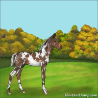 Horse Color:White Spotted Liver Chestnut Mushroom 