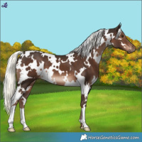 Horse Color:White Spotted Liver Chestnut Mushroom 