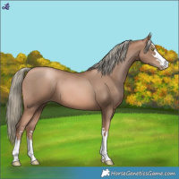 Horse Color:Liver Chestnut Pearl Mushroom