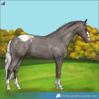 Horse Color:Liver Chestnut Mushroom Appaloosa 